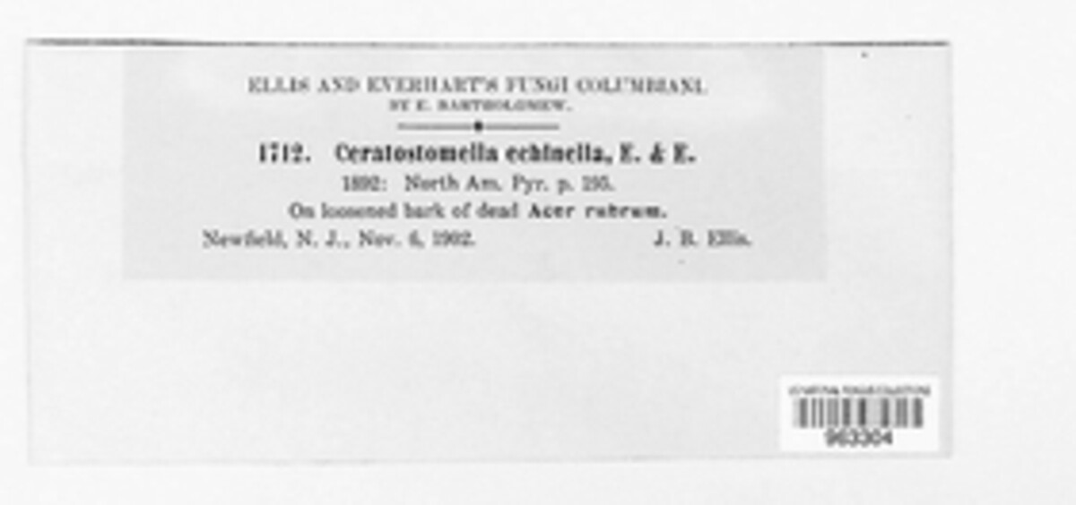 Jattaea echinella image